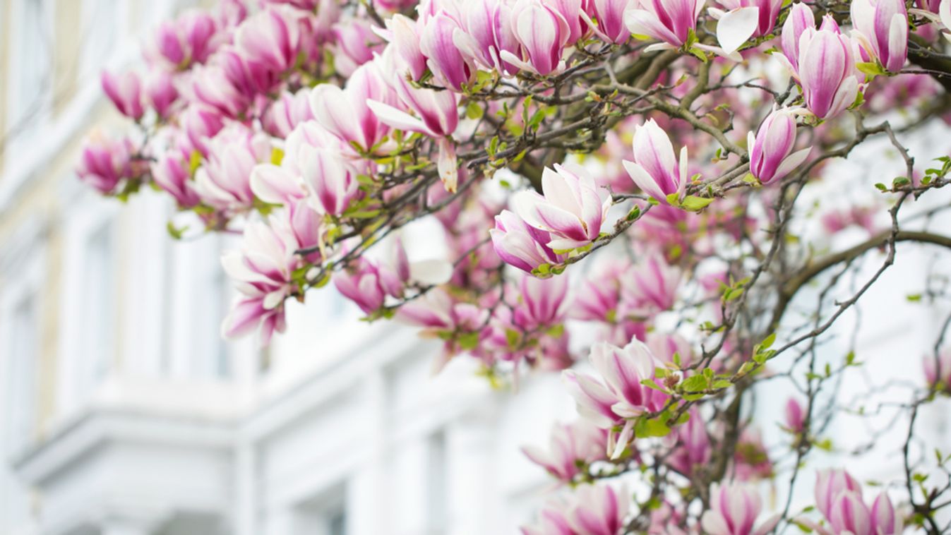 Magnolia,Tree,Is,Blooming,In,Front,Of,Elegant,Building,In