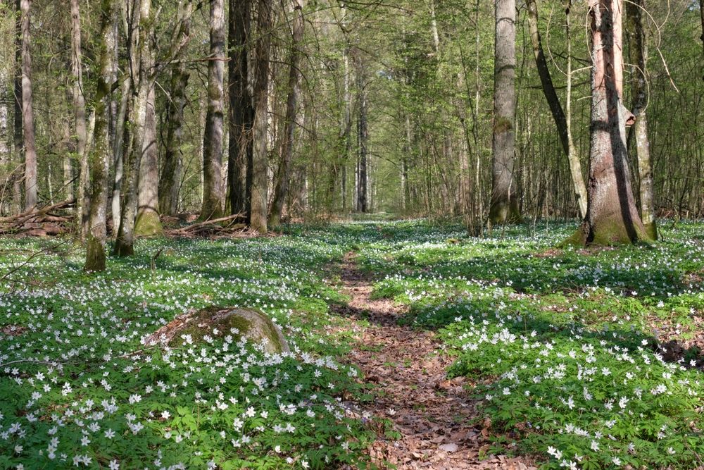 Early,Spring,Deciduous,Forest,With,Flowering,Wood,Anemone,,Bialowieza,Forest,