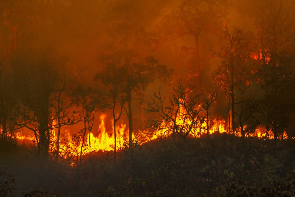 Rain,Forest,Fire,Disaster,Is,Burning,Caused,By,Humans