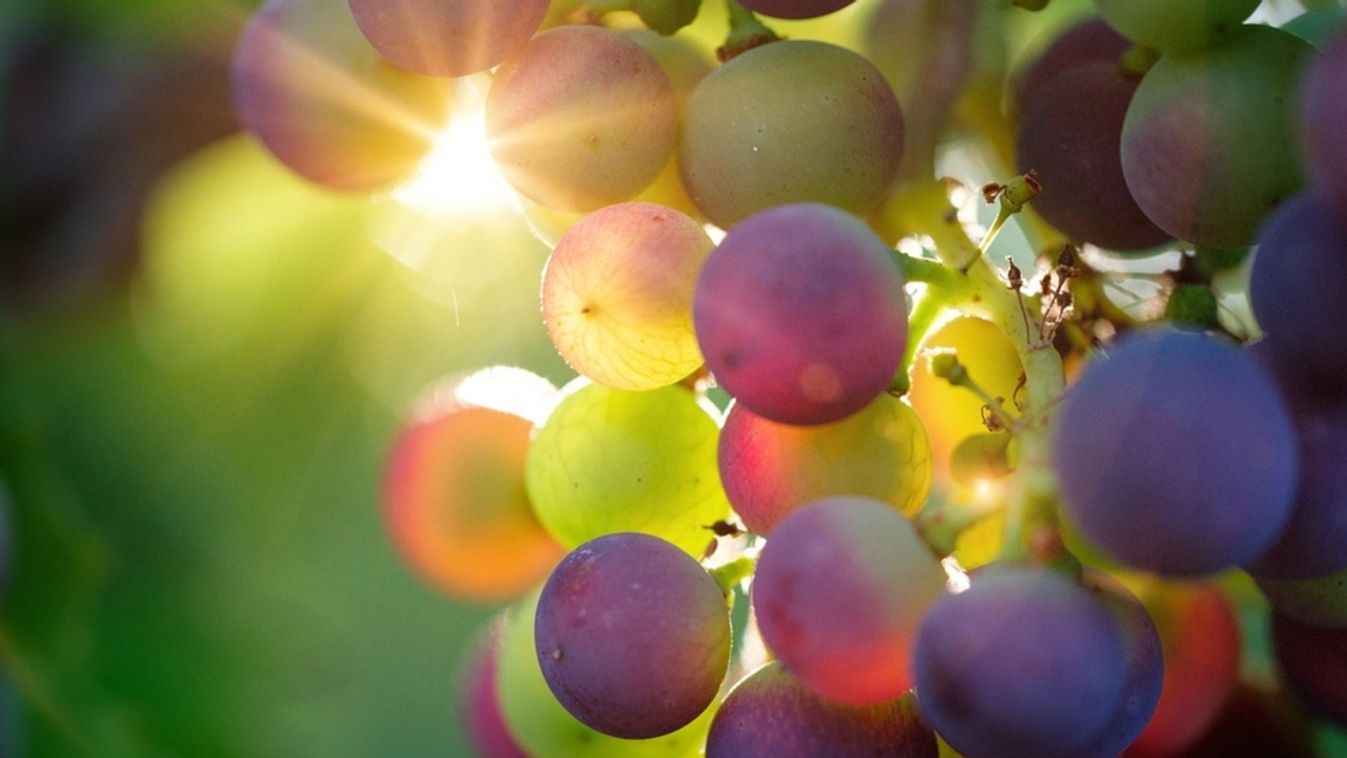 Close,Up,Of,Grapes,Hanging,On,Branch.,Hanging,Grapes.,Grape