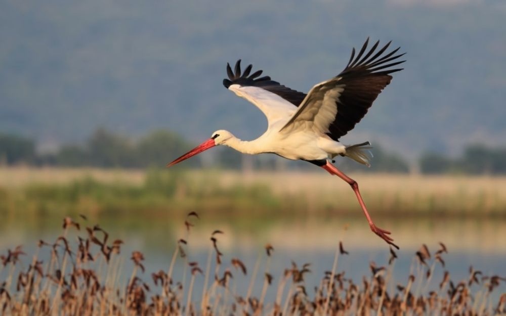 Stork,Bird,Flying,On,The,Water,And,Field