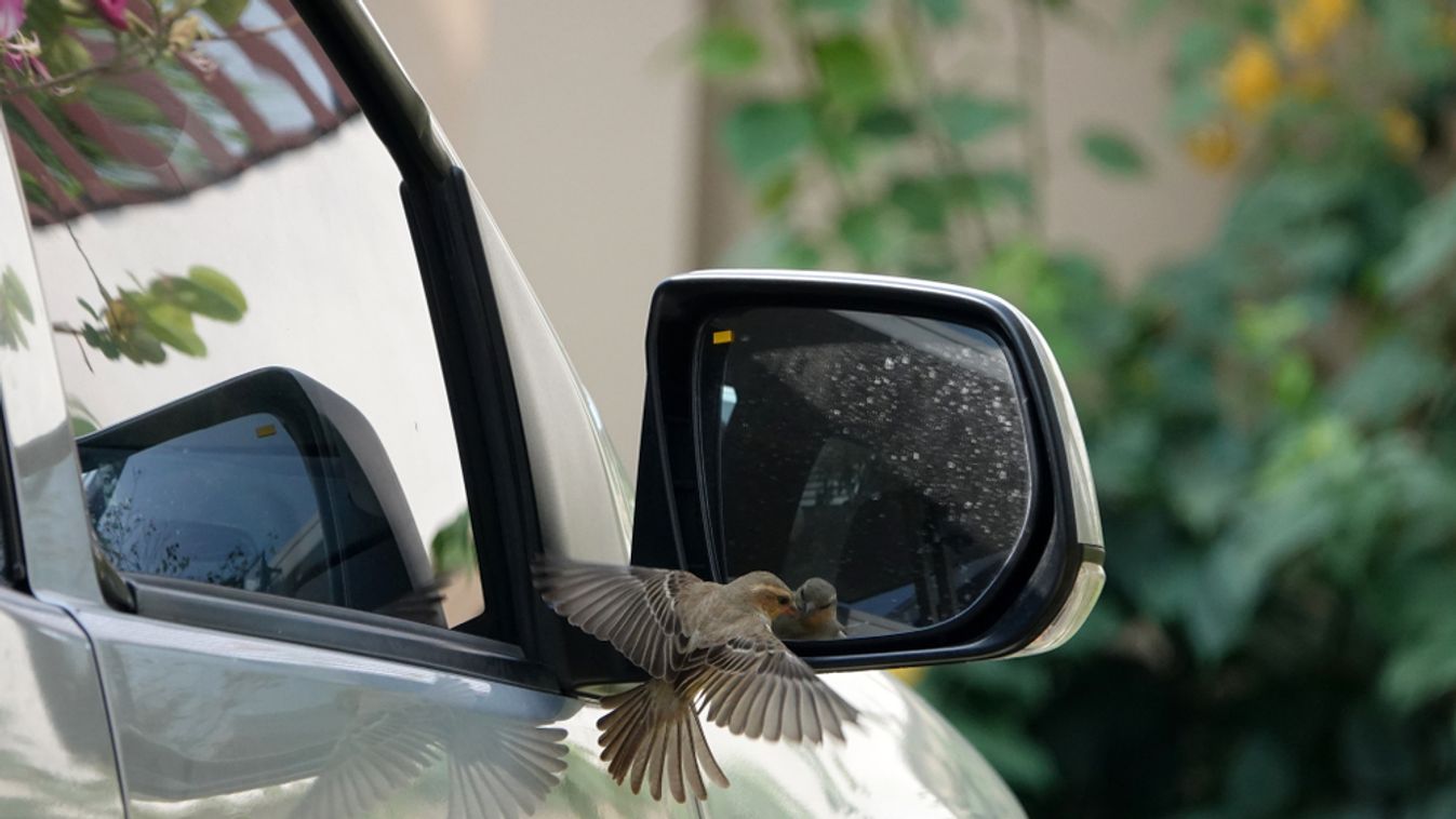 Little,Bird,Attacking,Car,Wing,Mirror.,Plain-backed,Sparrow,(passer,Flaveolus)