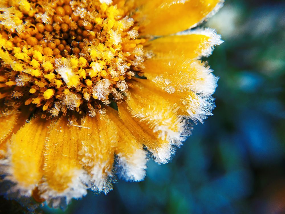 The,Flower,Is,Covered,With,Frost,In,The,Sun.,Beautiful