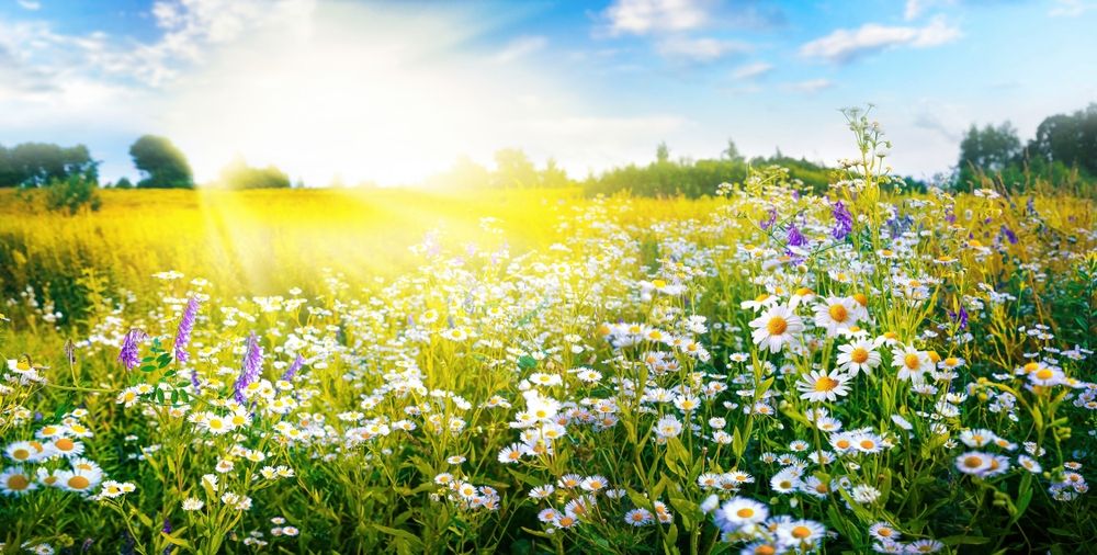 A,Beautiful,,Sun-drenched,Spring,Summer,Meadow.,Natural,Colorful,Panoramic,Landscape