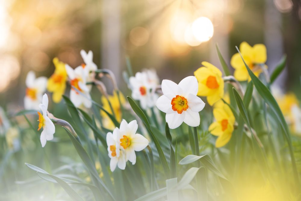 White,And,Yellow,Daffodils,In,Springtime