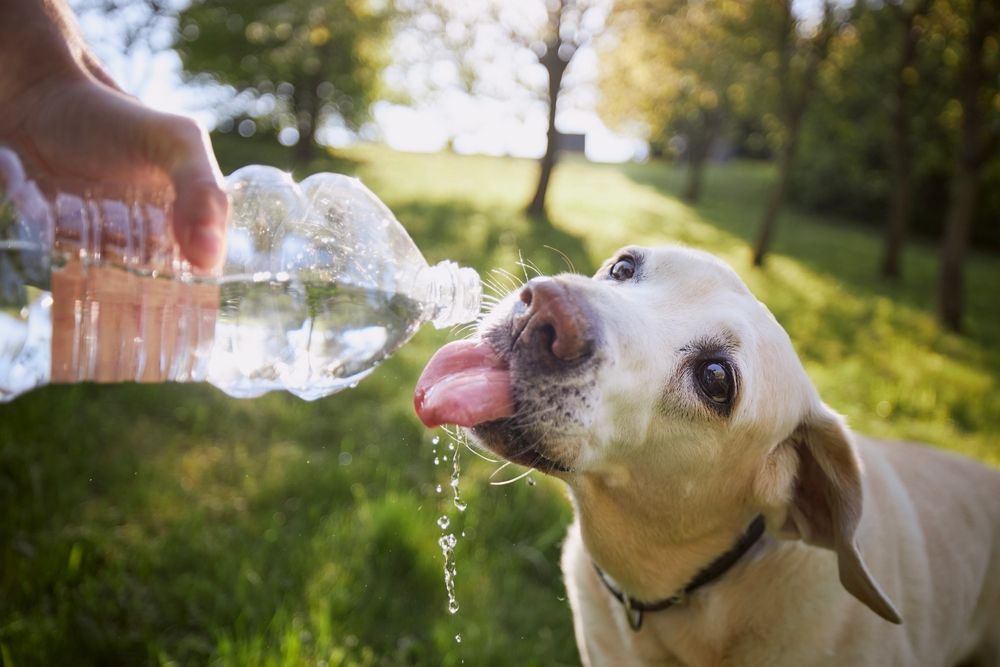 Dog,Drinking,Water,From,Plastic,Bottle.,Pet,Owner,Takes,Care