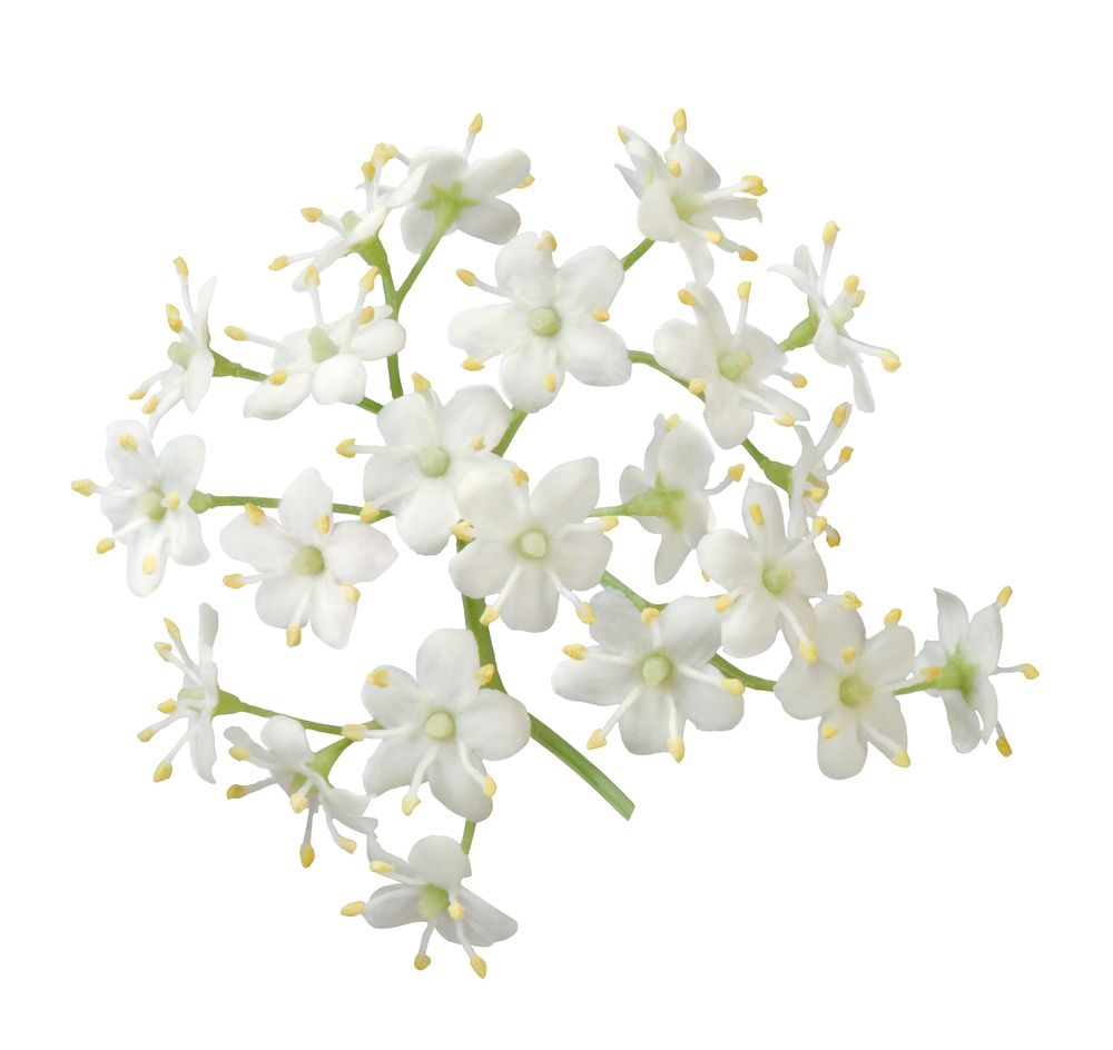 White,Elder,Flower,Blossoms,,Isolated