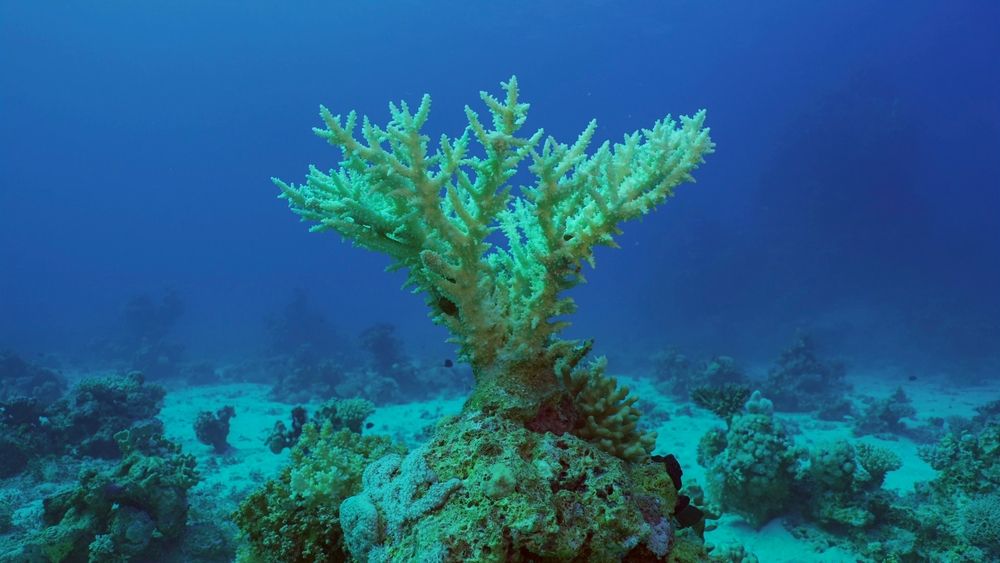 Bleached,Hard,Table,Coral,Acropora.,Bleaching,And,Death,Of,Corals