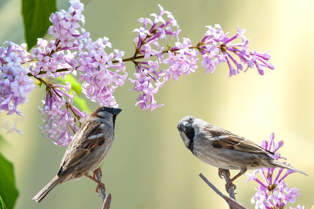 Birds,Sparrows,Sitting,On,A,Tree,Branch,Near,Lilac,With