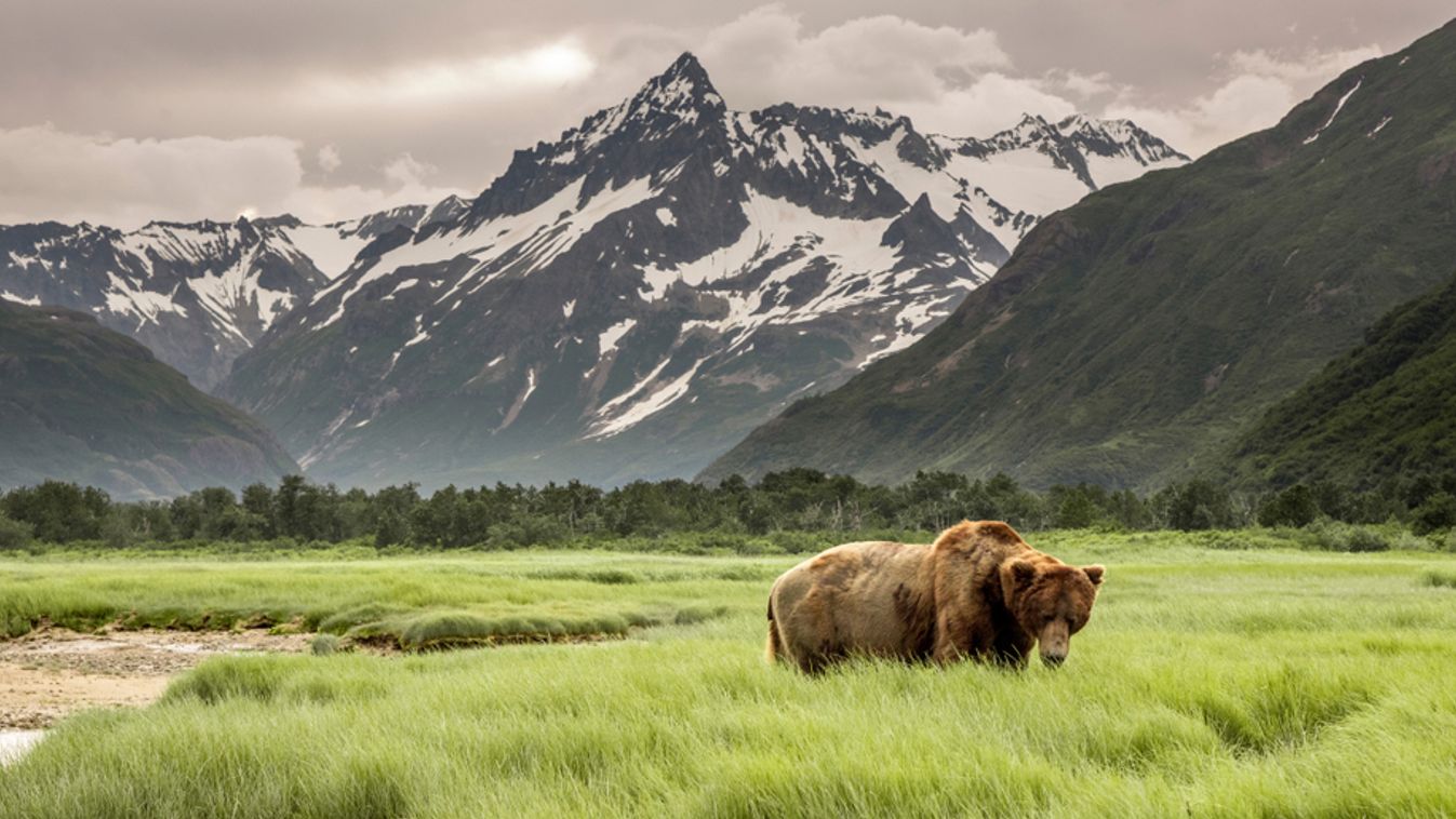 Grizzly,Bear,Of,Shores,Of,Alaska.
