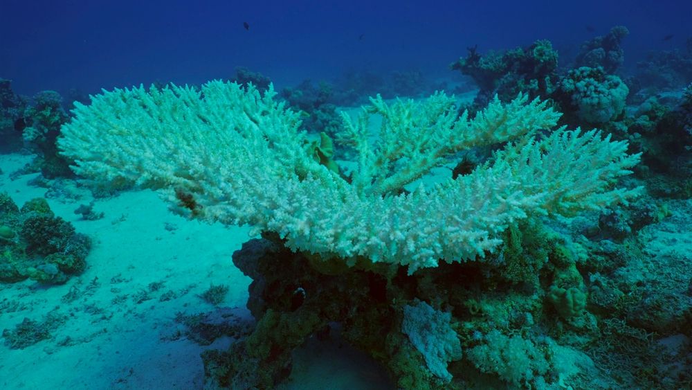 Bleached,Hard,Table,Coral,Acropora.,Bleaching,And,Death,Of,Corals