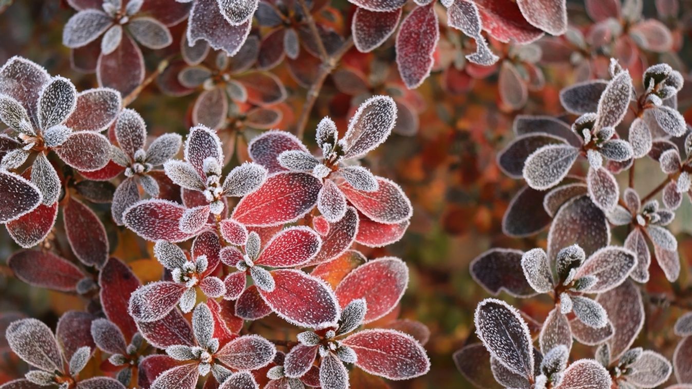 Frozen,Azalea,With,Red,Leaves.,The,First,Frosts,,Cold,Weather,