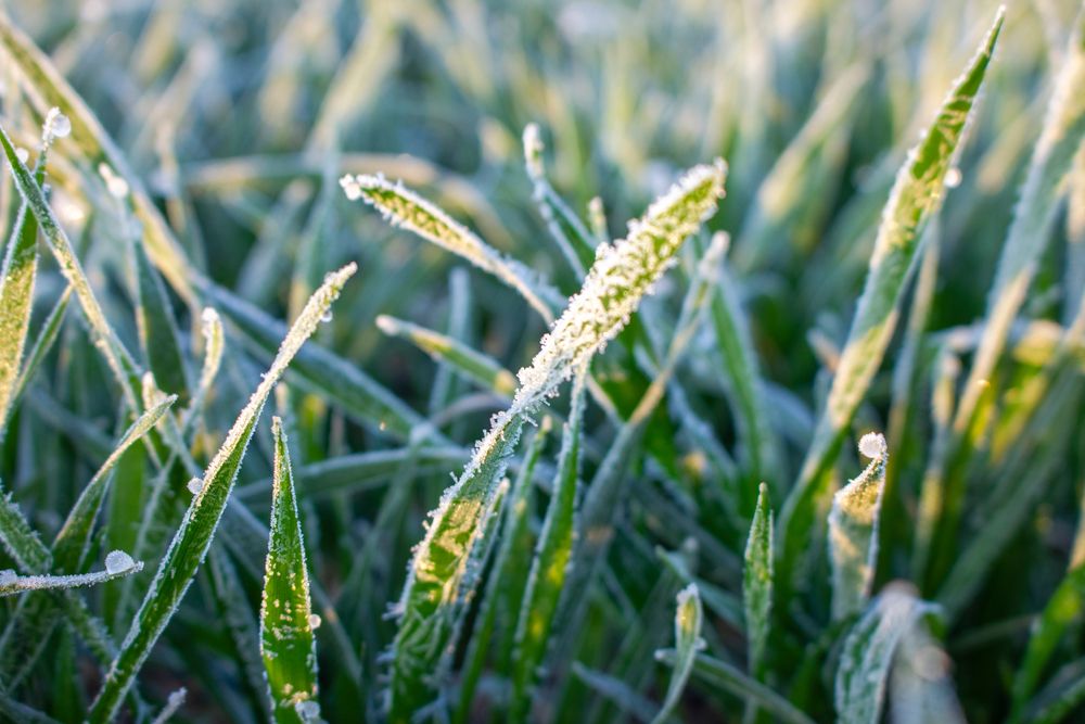 Winter,Crops,,Wheat,Damaged,By,Early,Spring,Frosts,,Frozen,Plants