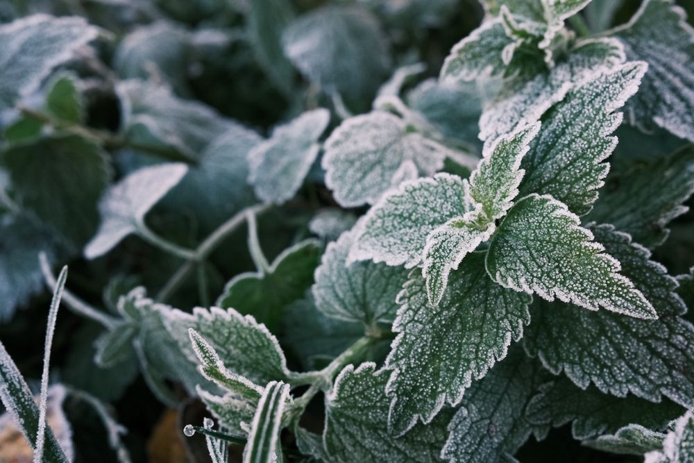 Photo,Of,Nettle,Mint,Leaves,Covered,With,Frost.,Close,Up