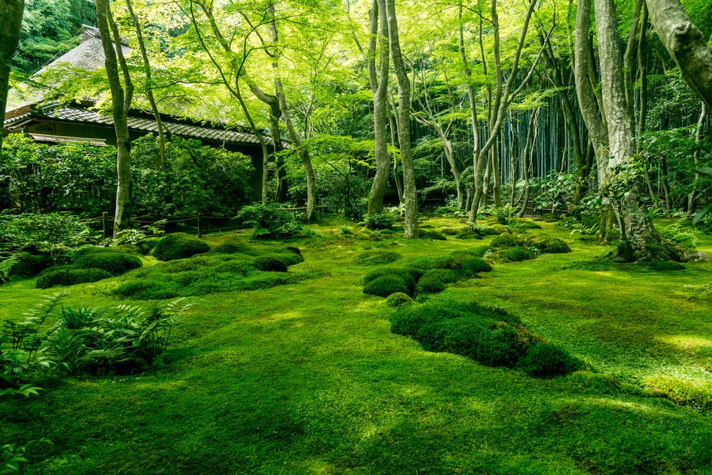 Giou-ji,Temple's,Garden,Of,Mosses