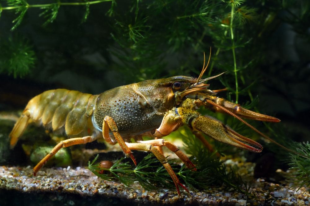 Danube,Crayfish,Run,On,Gravel,Substrate,,Carapace,,Eyes,,Legs,Animal