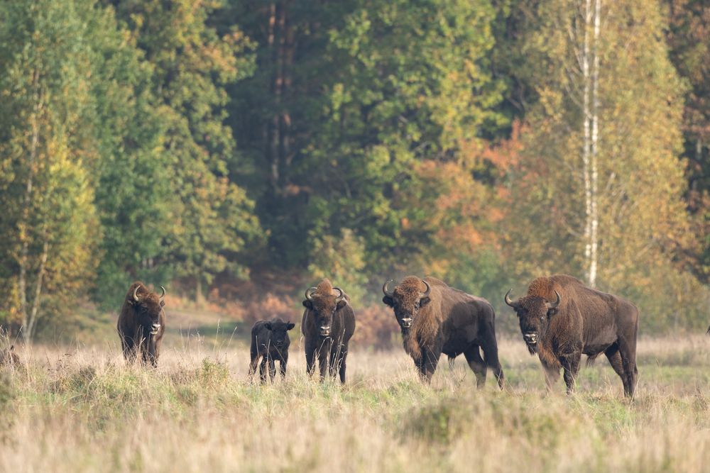 The,Wild,European,Bison,In,The,Protected,Area,Belovieza,Forest.