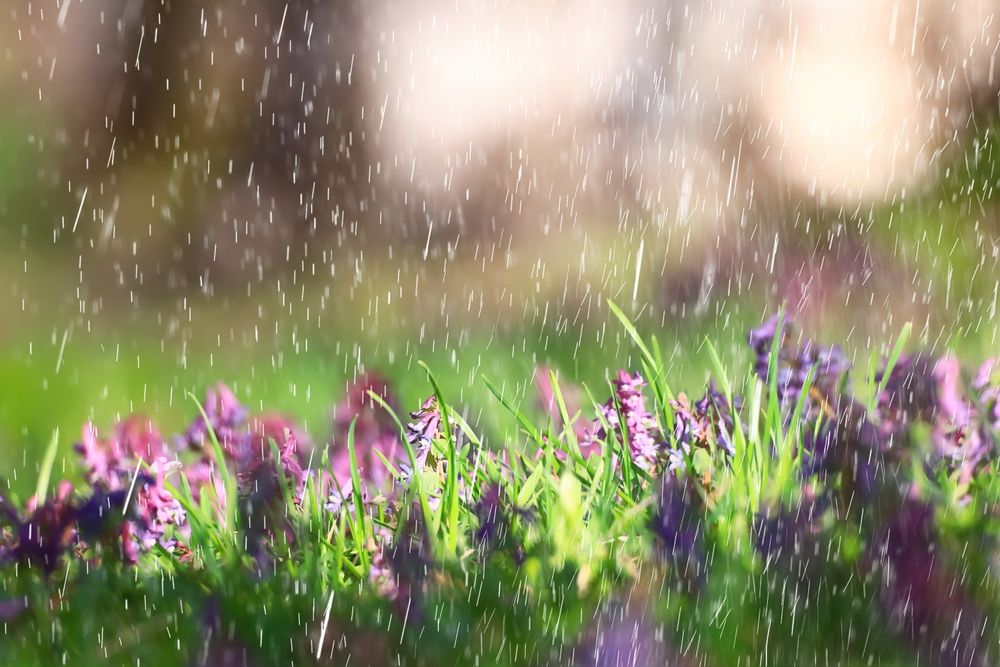 Spring,Wild,Flowers,Rain,Drops,Abstract,Background