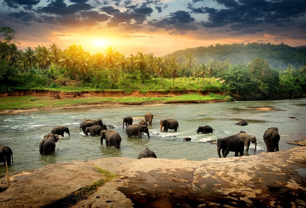 elefánt,Herd,Of,Elephants,Bathing,In,The,Jungle,River,Of,Sri