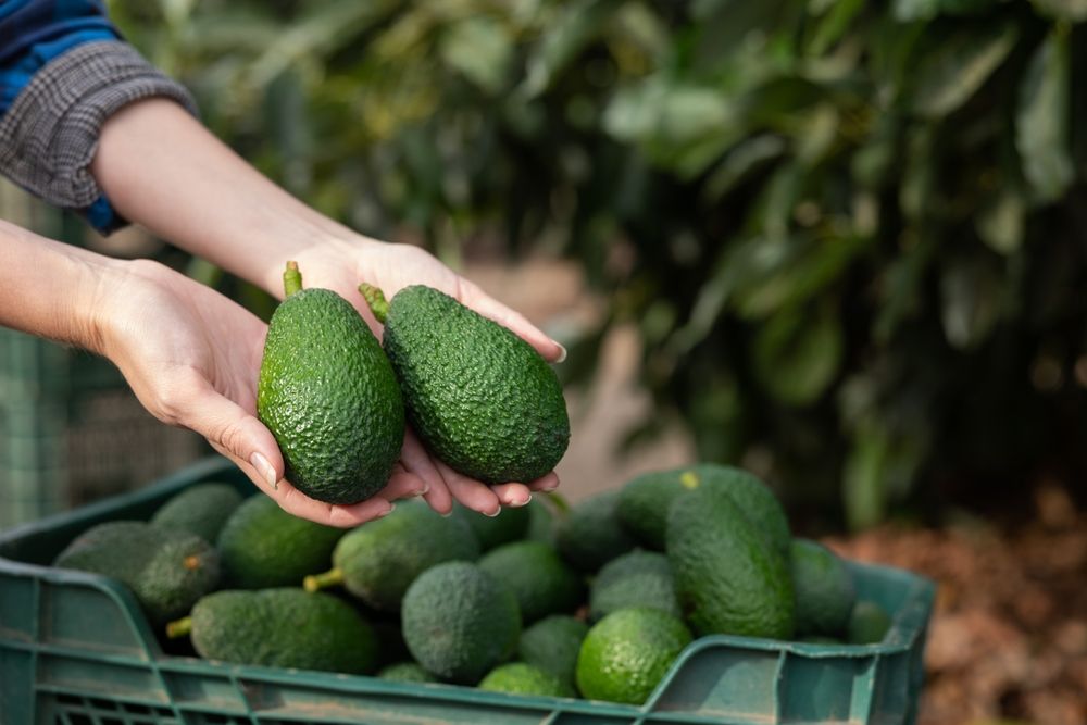 Avocados,Held,In,Hands,By,Anonymous,Person,Over,The,Full