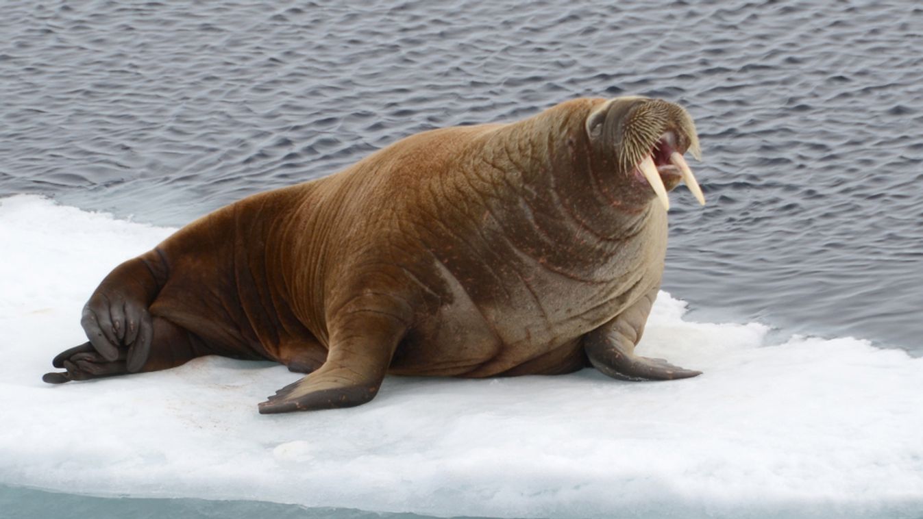 Walrus,Resting,On,A,Ice,Flow,In,The,Arctic,Ocean