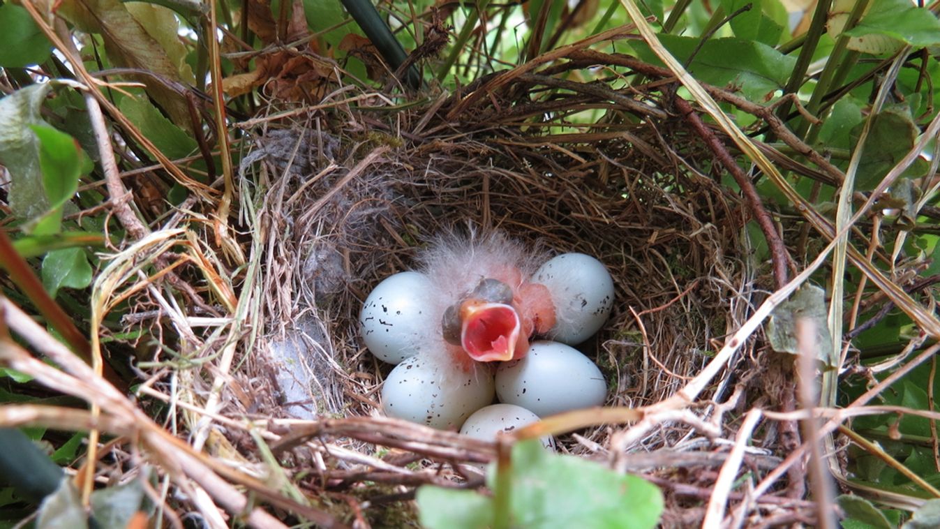 Newly,Hatched,Baby,Purple,House,Finch,In,Nest,Surrounded,By