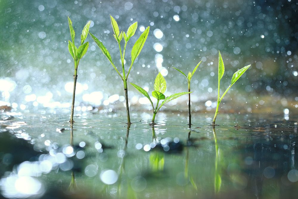 Grass,Dew,Rain,Macro,Fresh,Green,Eco