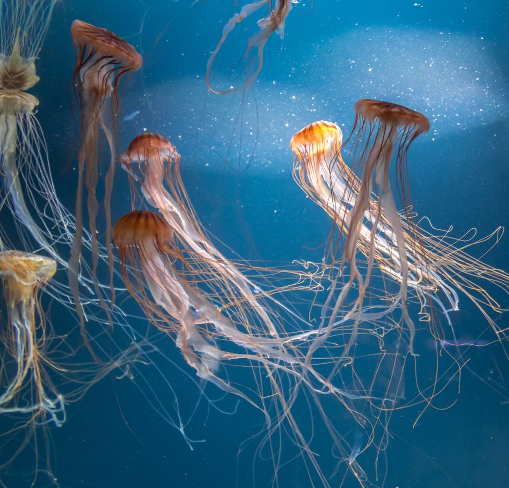 medúzák,tömege,a,vízben,Jellyfishes