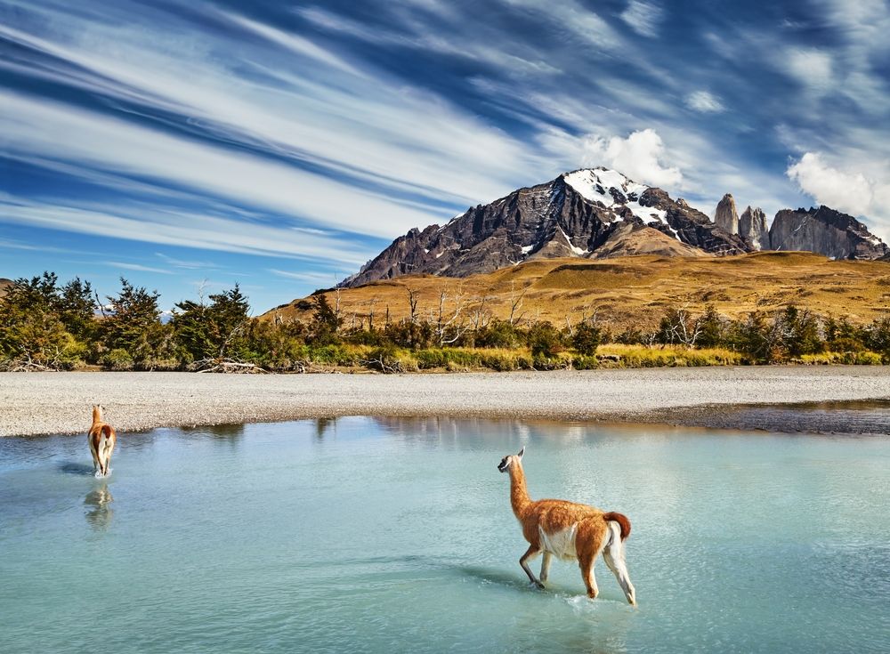 Chilében,guanakók,gázolnak,a,Torres,Del,Paine,nemzeti,park,folyójában