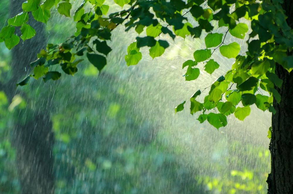 Summer,Rain,In,Lush,Green,Forest,,With,Heavy,Rainfall,Background.