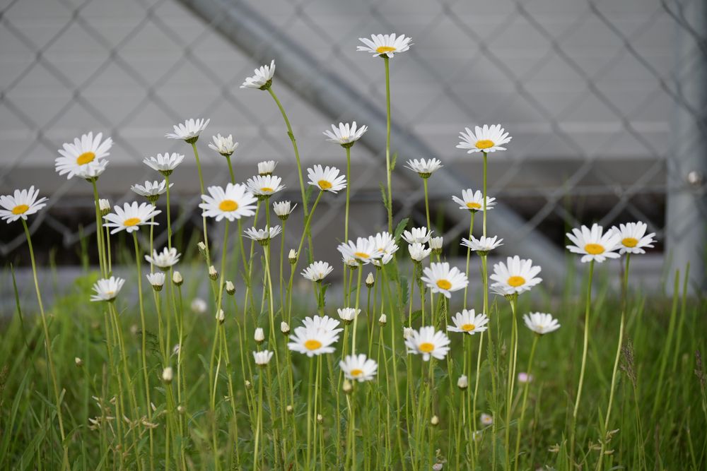Marguerites,And,Daisies,In,The,City,On,The,Tar,In