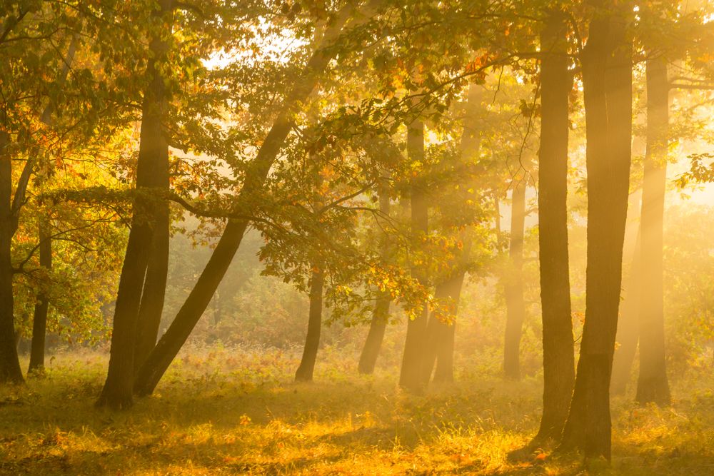 Autumnal,Landscape,In,A,Plain,Forest,Of,Hungarian,Oak