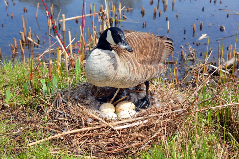 Canada,Goose,Nest,And,Eggs,Is,A,Large,Wild,Goose