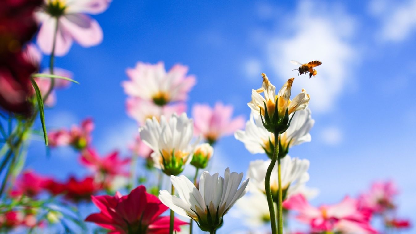 White,Cosmos,Flower,And,Bee,On,Blue,Sky,Background