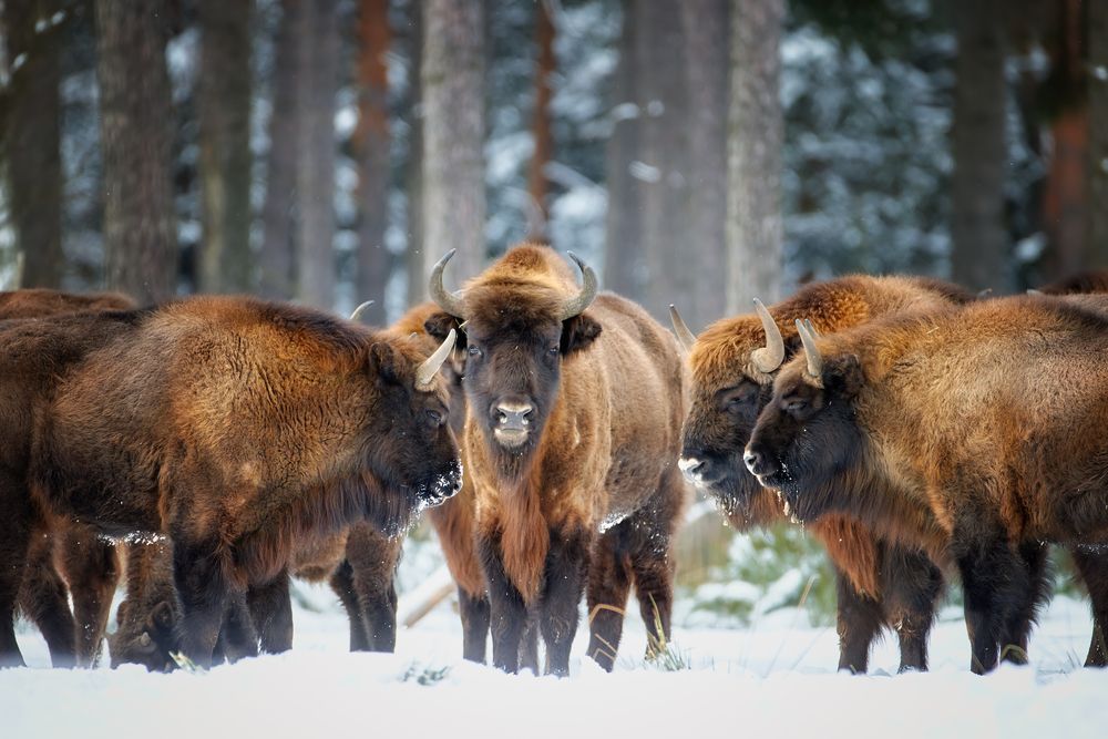 bölények,a,hóban,európai,bölény,European,Bison,,Bison,Bonasus.,Herd,Of,Bisons,Standing,With,Heads