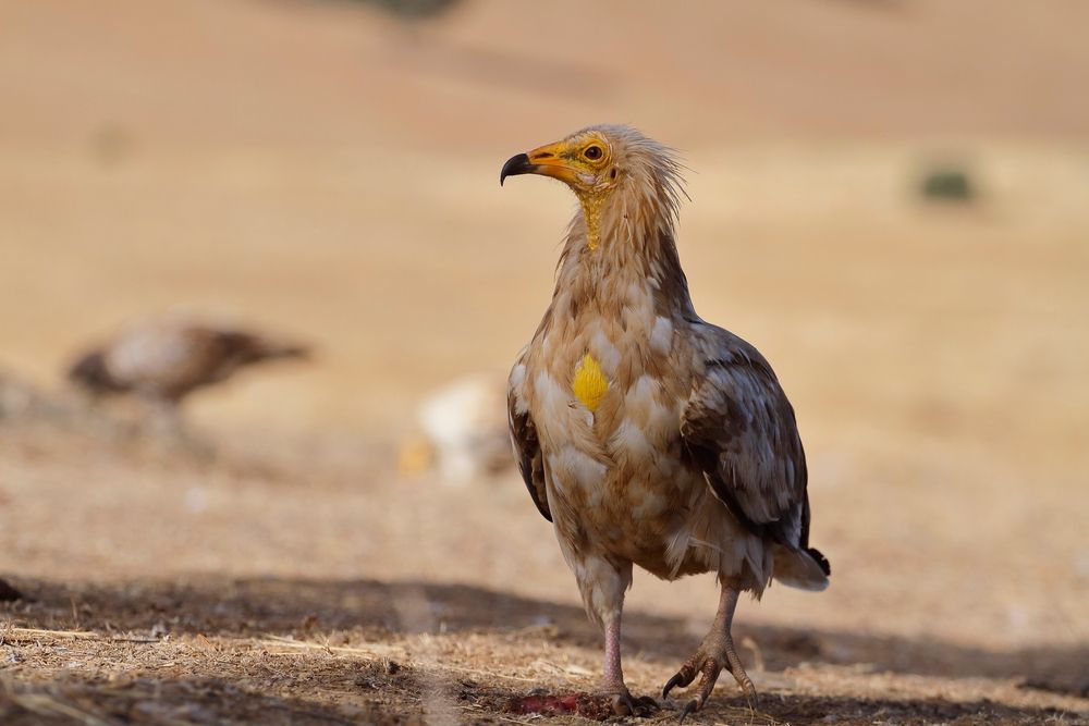The,Egyptian,Vulture,(neophron,Percnopterus),,Also,Called,The,White,Scavenger