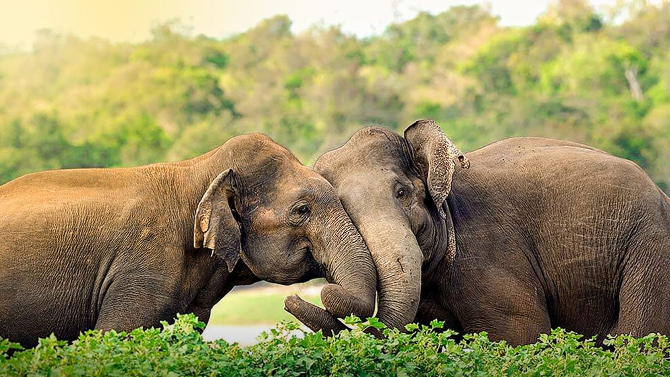 Elephants,Couple,In,Yala,National,Park,,Sri,Lanka