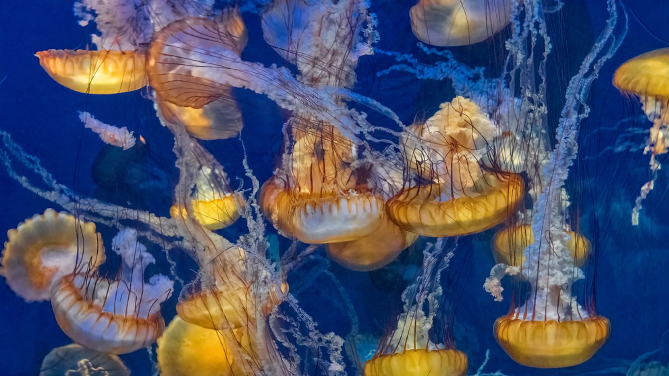 A,Large,Group,Of,Yellow,Orange,Brown,Jellyfish,,Pacific,Sea