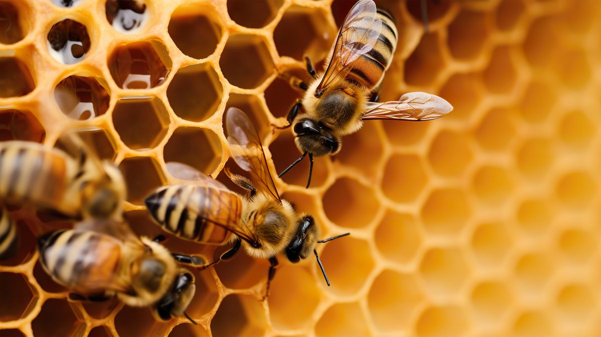 The,Complex,Intricacies,Of,Working,Bees,On,Honeycombs