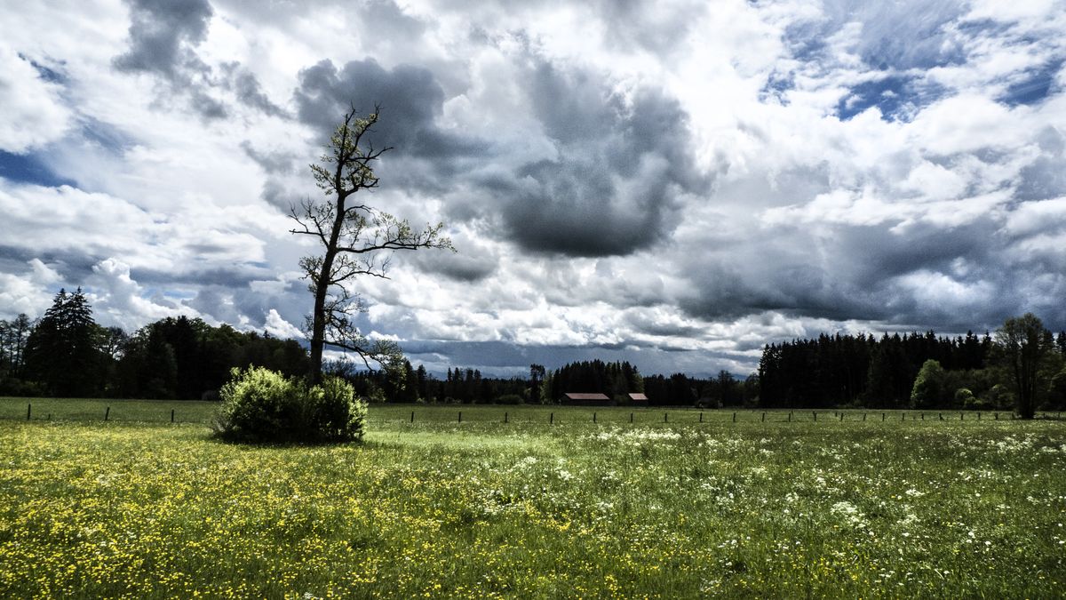 Wide shot of trees and grass field under a cloudy sky