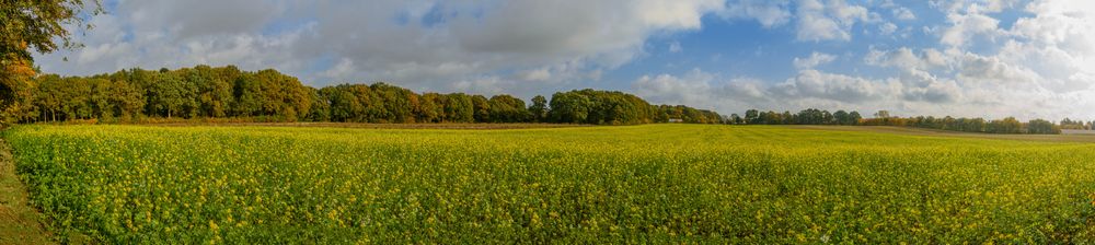 Panorama,View,Of,Rural,Landscape,With,Field,Mustard.,Rural,Meadow