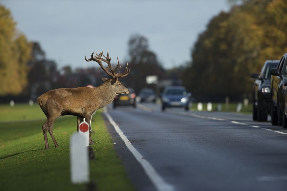 Red,Deer,Stag,Crossing,A,Busy,Road,In,Rush,Hour