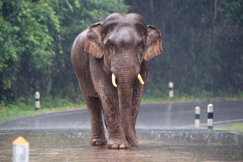 Wild,Elephants,Walk,Alone,On,The,Road,In,The,Rain