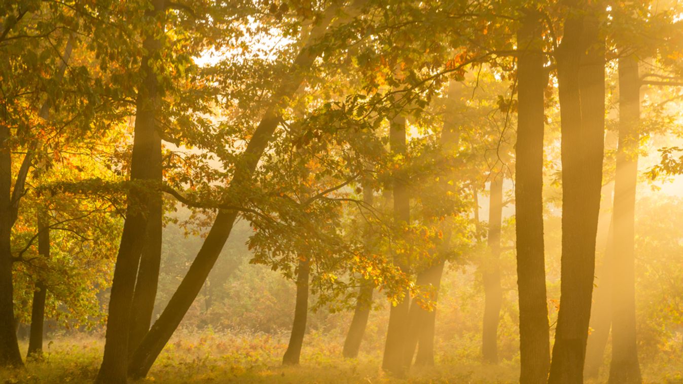 Autumnal,Landscape,In,A,Plain,Forest,Of,Hungarian,Oak