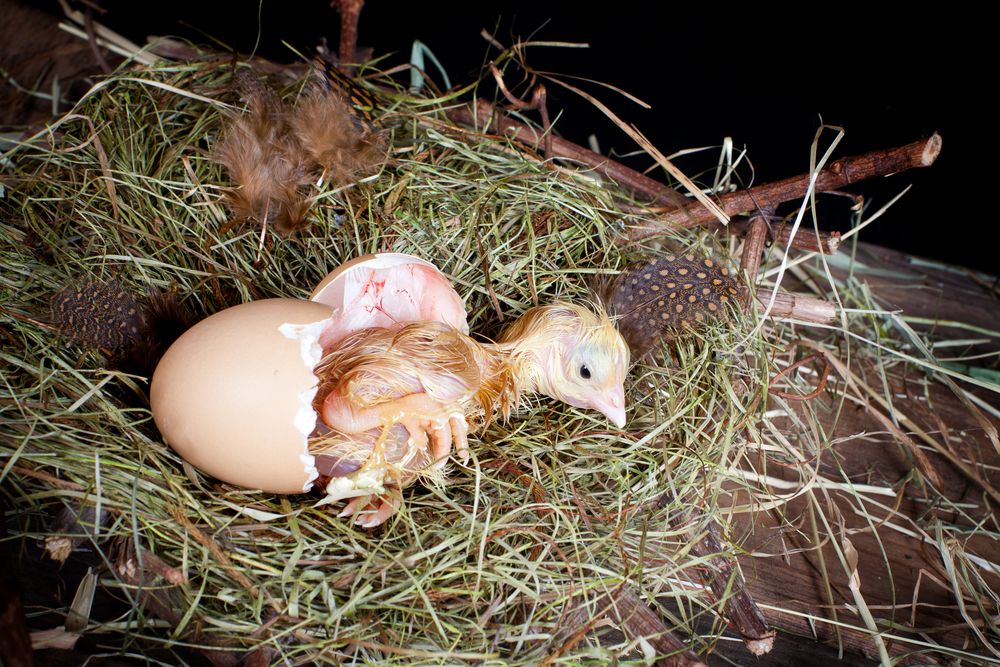 Little,Baby,Chick,Hatching,From,Its,Egg