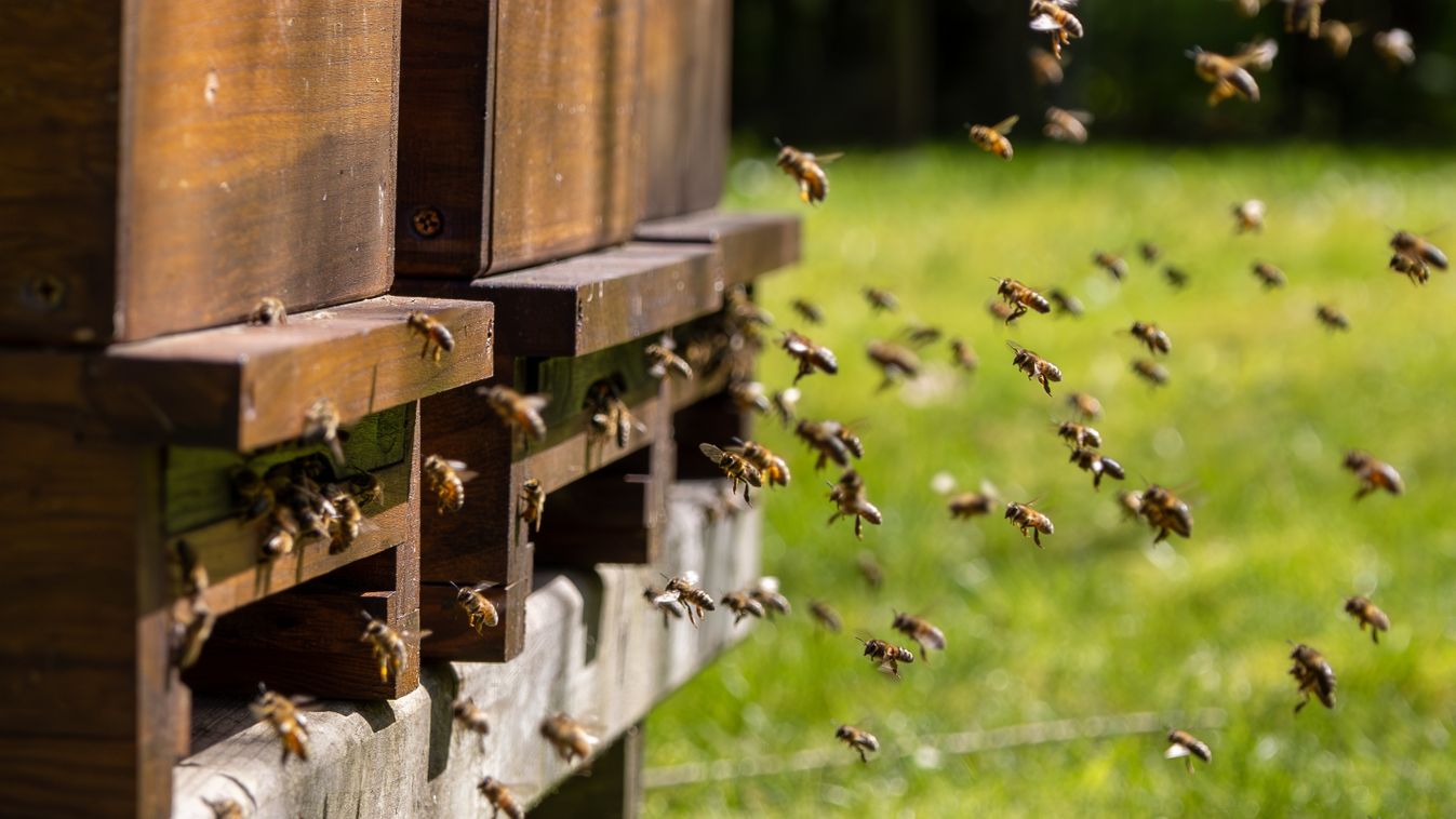 Swarms,Of,Bees,At,The,Hive,Entrance,In,A,Busy