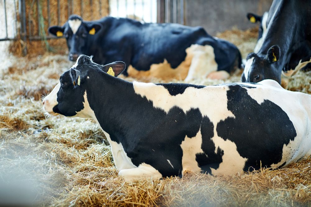 Cows,In,A,Farm.,Dairy,Cows.