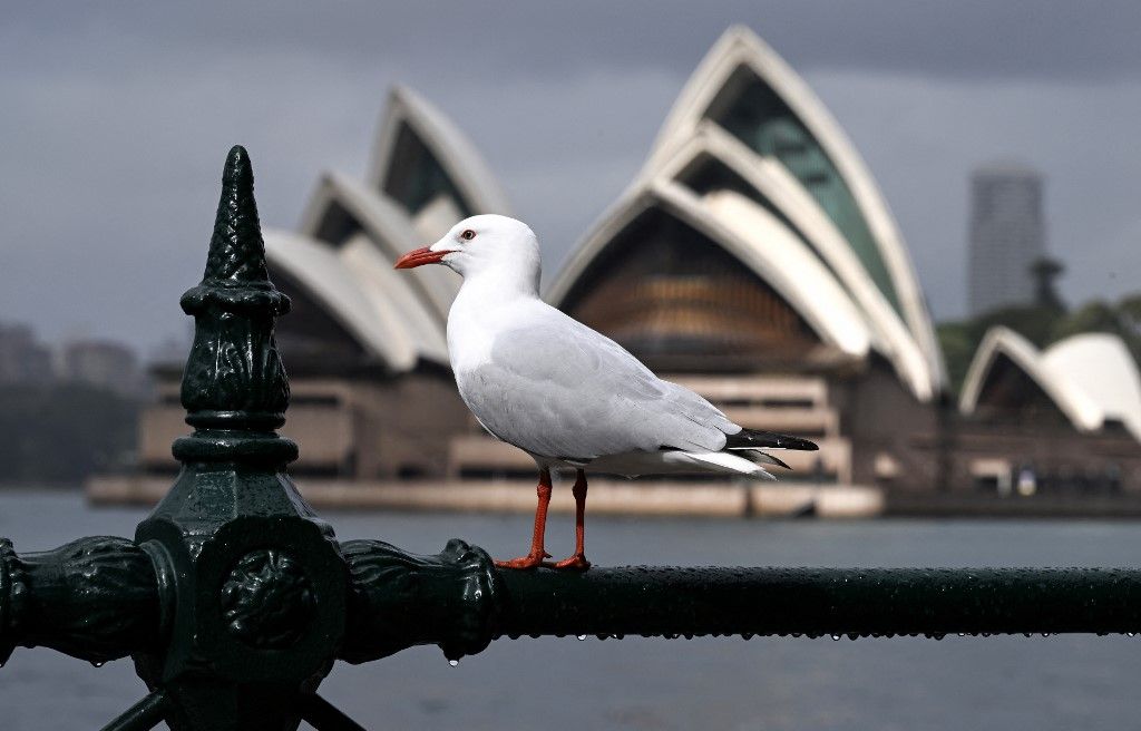 Sydney,sirály,korláton,háttérben,operaház