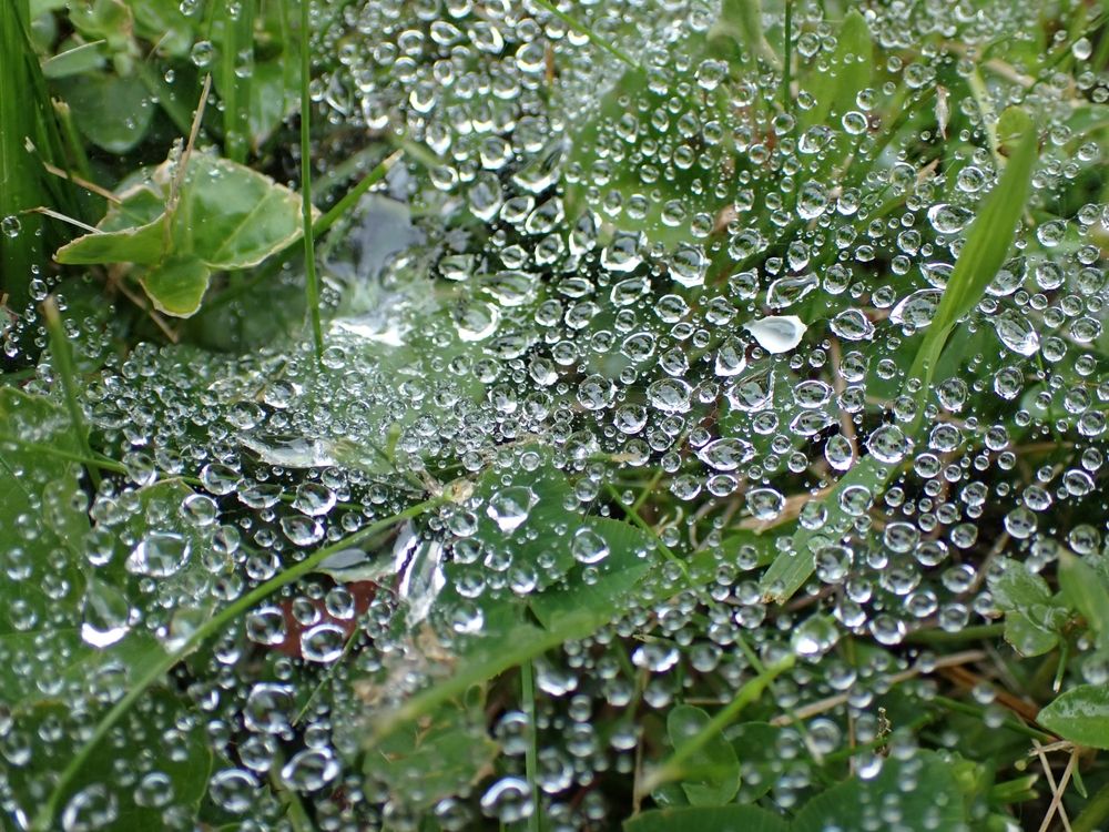 Macro,Spider's,Web,Covered,In,Large,Rain,Drops,After,An