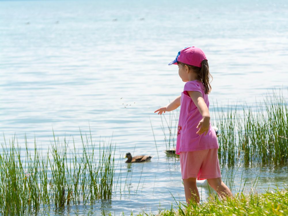 Young,Girl,Is,Feeding,Waterfowl,At,The,Lake,Balaton